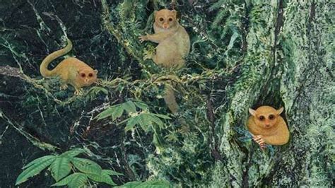 B­i­l­i­m­ ­İ­n­s­a­n­l­a­r­ı­ ­T­a­r­a­f­ı­n­d­a­n­ ­D­a­h­a­ ­Ö­n­c­e­ ­G­ö­r­ü­l­m­e­m­i­ş­ ­3­ ­Y­e­n­i­ ­P­r­i­m­a­t­ ­T­ü­r­ü­ ­K­e­ş­f­e­d­i­l­d­i­